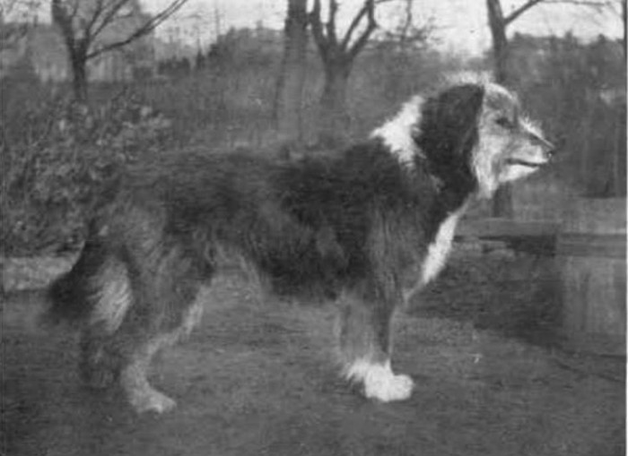 How Dogs Have Evolved Over The Last 100 Years (23 pics)