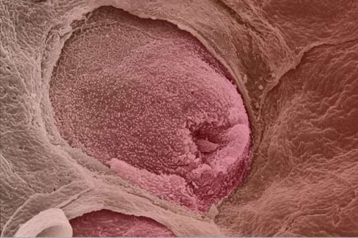 Microscopic Photos Of Human Body Parts (18 pics)