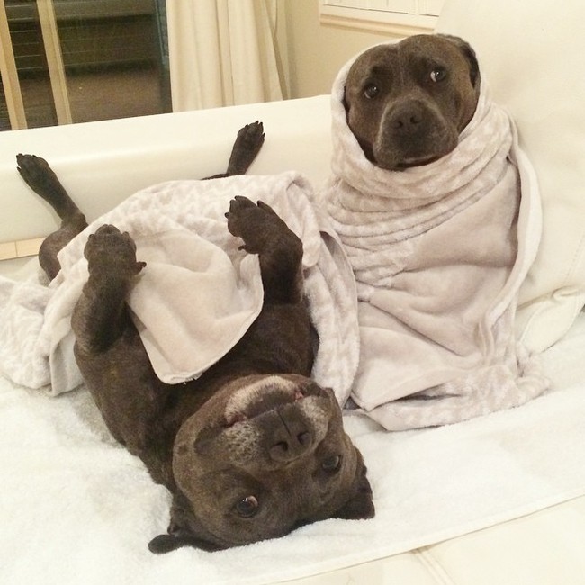 Cute Staffordshire Bull Terrier Brothers (16 pics)