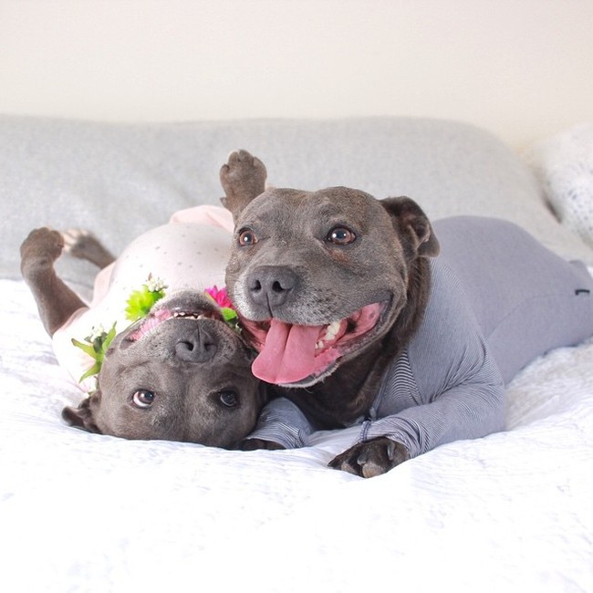 Cute Staffordshire Bull Terrier Brothers (16 pics)
