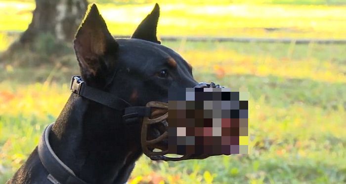 Scary Muzzle That Turns Any Dog Into A Beast (4 pics)