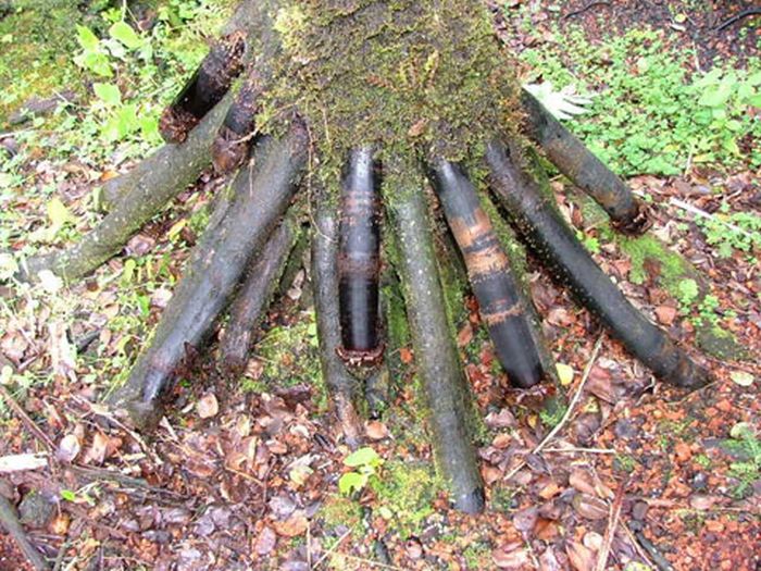 Iriartea Gigantea (6 pics)