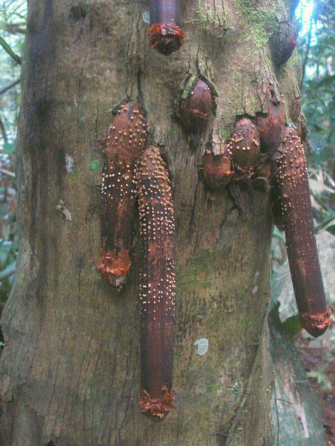 Iriartea Gigantea (6 pics)
