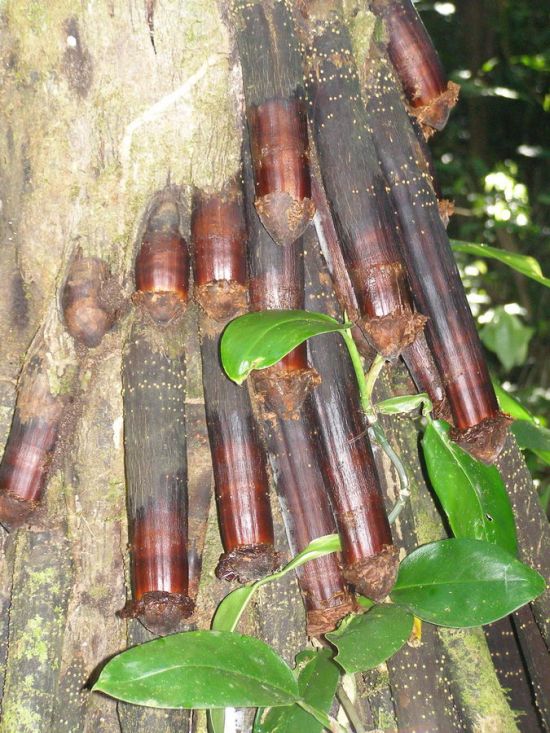 Iriartea Gigantea (6 pics)