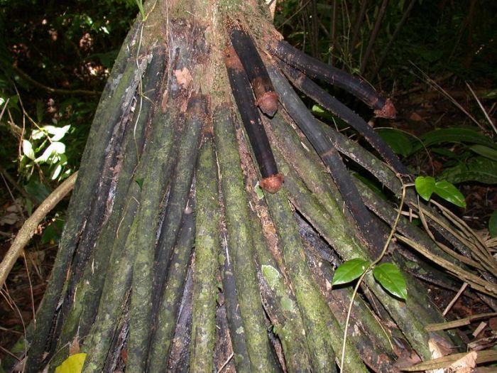 Iriartea Gigantea (6 pics)