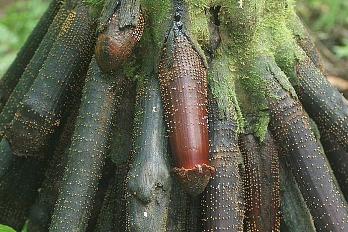 Iriartea Gigantea (6 pics)