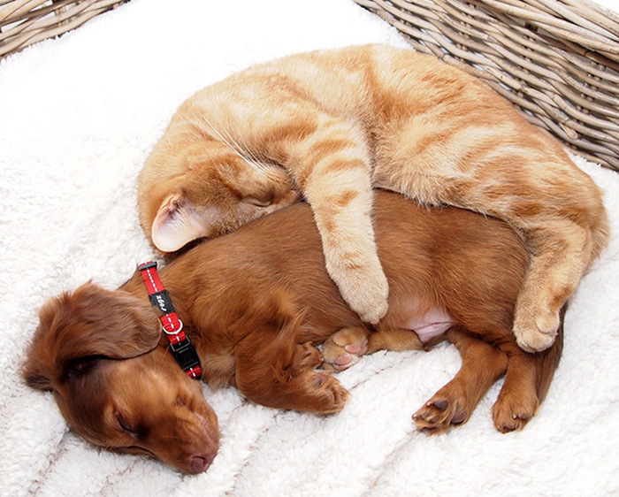 Cats And Dogs (35 pics)