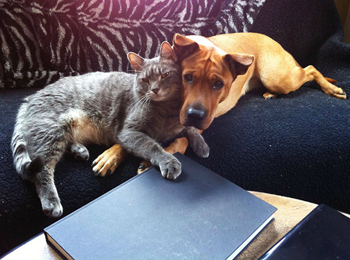 Cats And Dogs (35 pics)