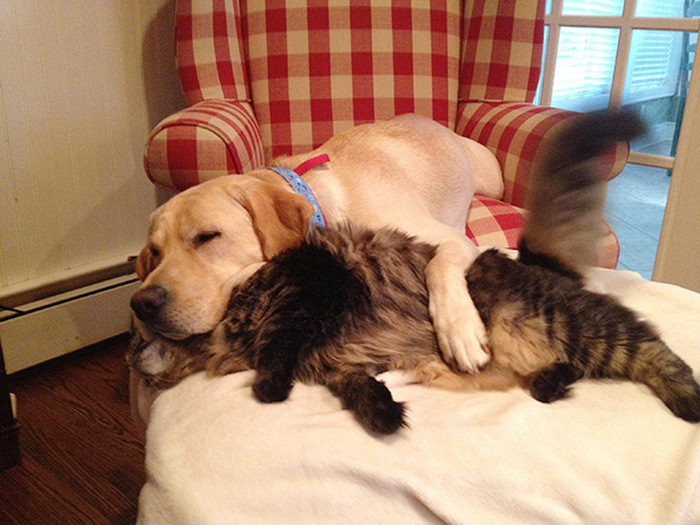 Cats And Dogs (35 pics)