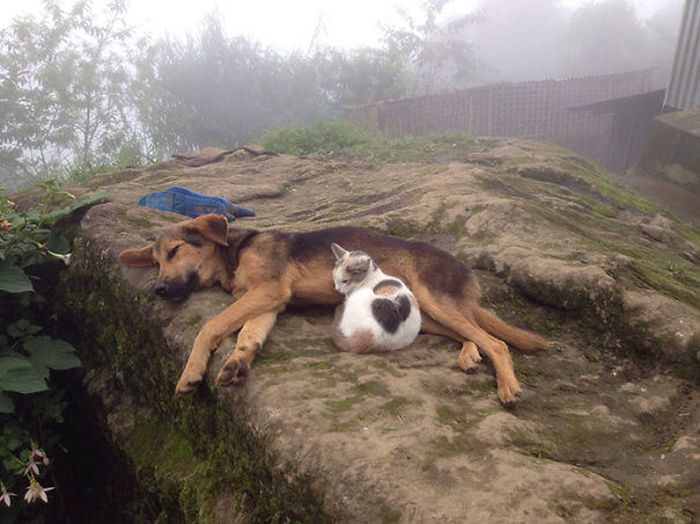Cats And Dogs (35 pics)