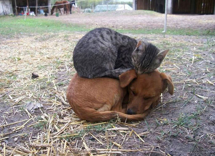 Cats And Dogs (35 pics)