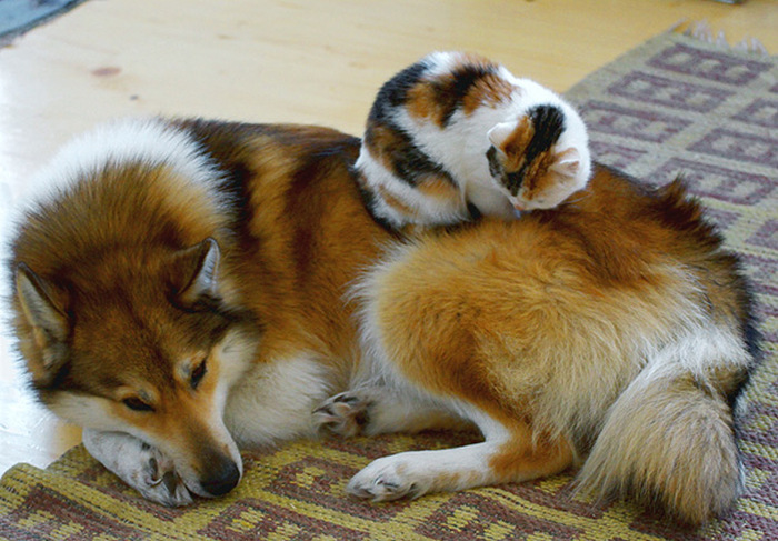 Cats And Dogs (35 pics)