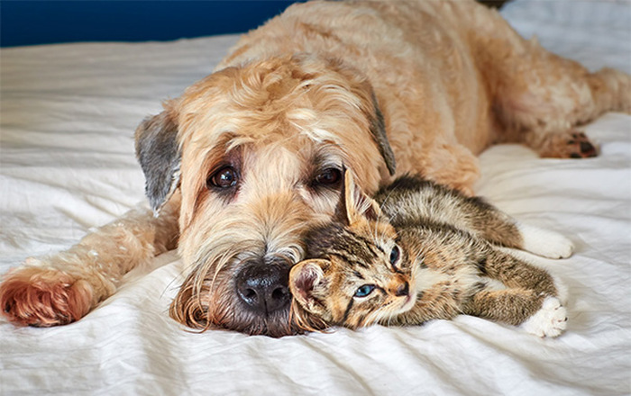 Cats And Dogs (35 pics)