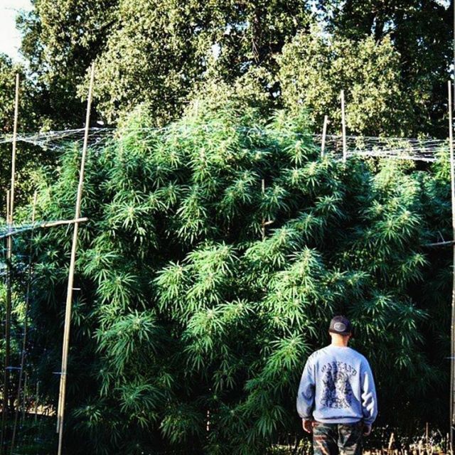 Big Mike Is The Multi-Millionaire Legal Marijuana Entrepreneur (21 pics)