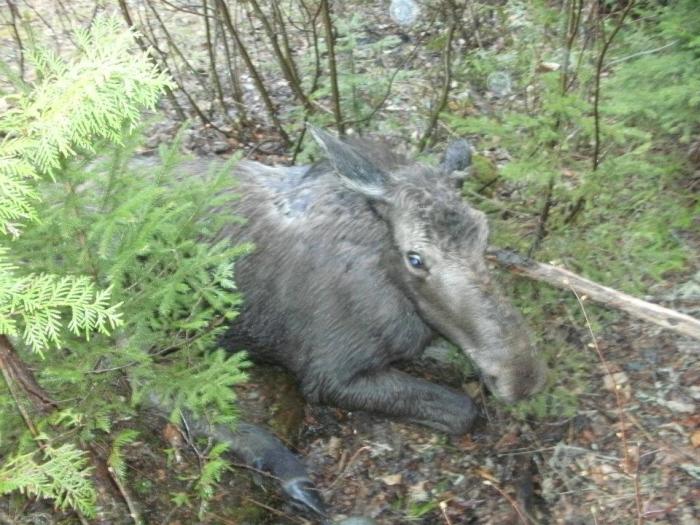 Moose Yearling Rescued (7 pics)