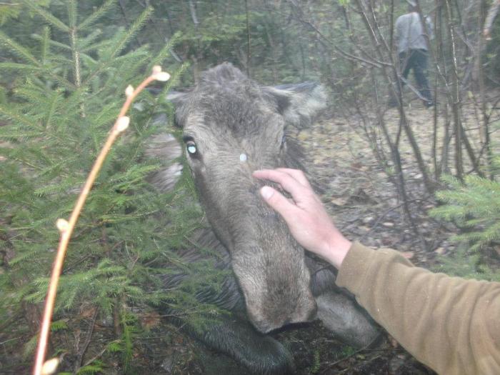 Moose Yearling Rescued (7 pics)