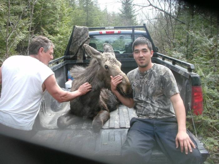 Moose Yearling Rescued (7 pics)