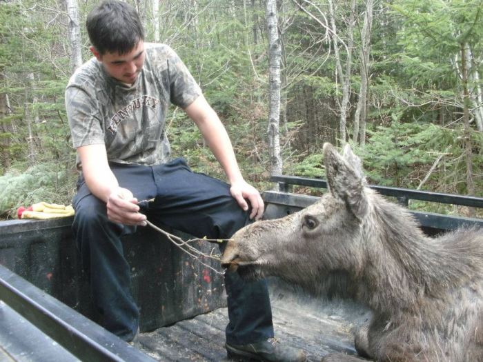 Moose Yearling Rescued (7 pics)
