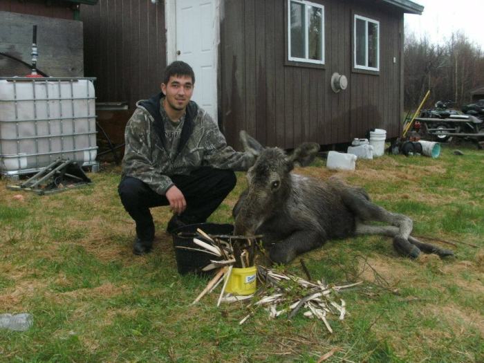Moose Yearling Rescued (7 pics)