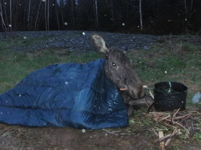 Moose Yearling Rescued (7 pics)