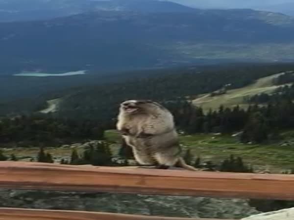 Marmot Scream