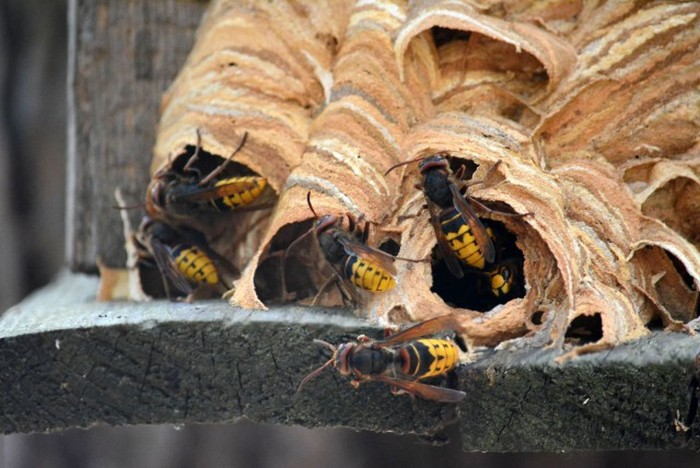 Hornet's Nest (5 pics)
