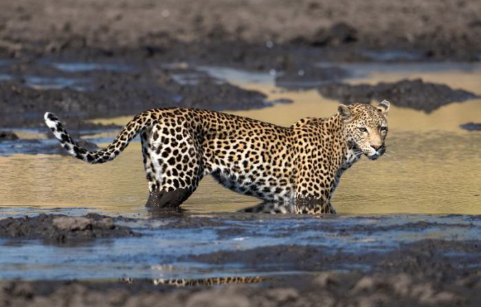 Leopard Fishing in Dirt (9 pics)