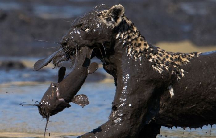 Leopard Fishing in Dirt (9 pics)