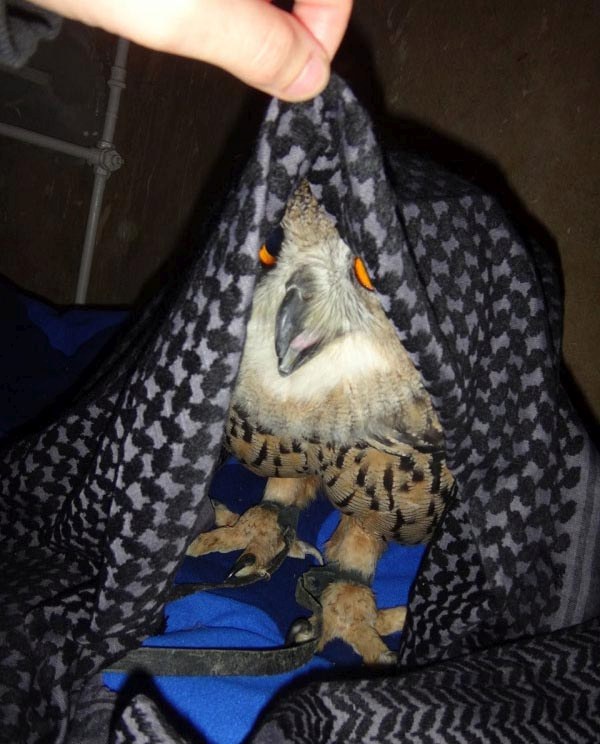 Owl Is Making Faces (6 pics)