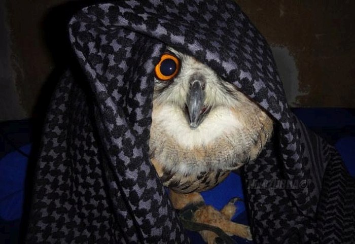 Owl Is Making Faces (6 pics)