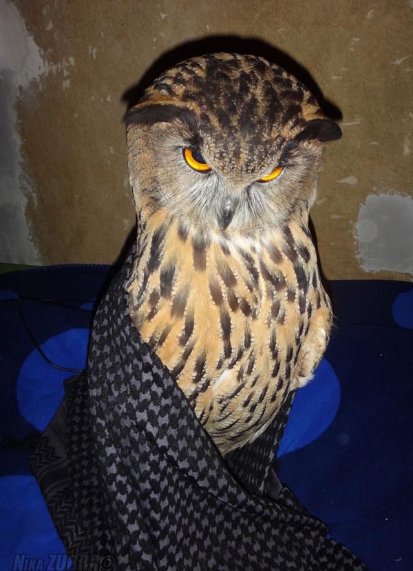 Owl Is Making Faces (6 pics)