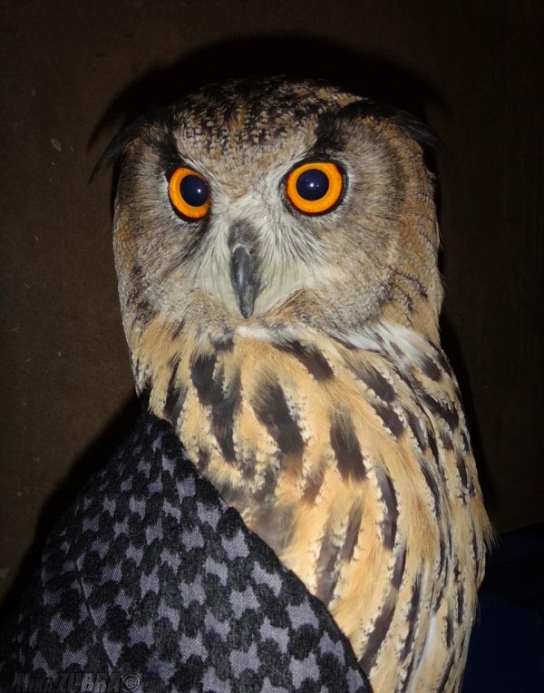 Owl Is Making Faces (6 pics)