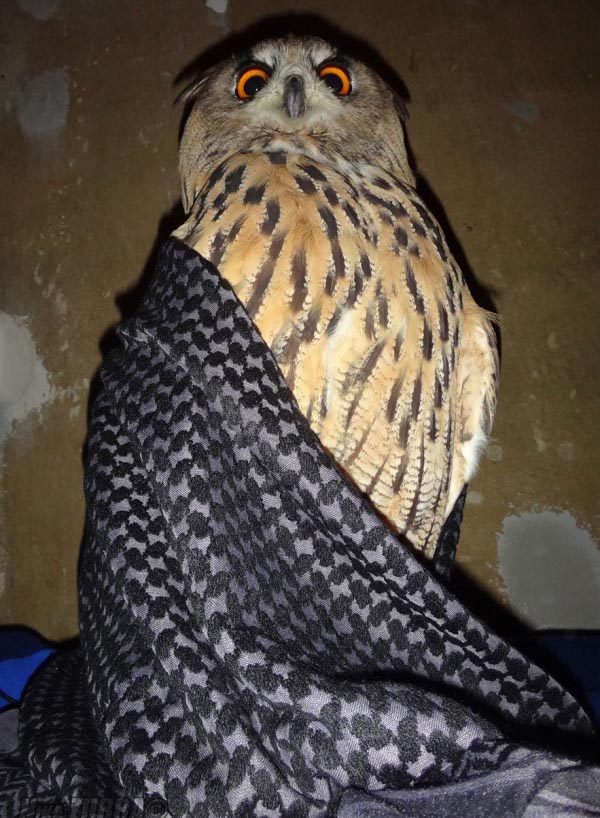Owl Is Making Faces (6 pics)