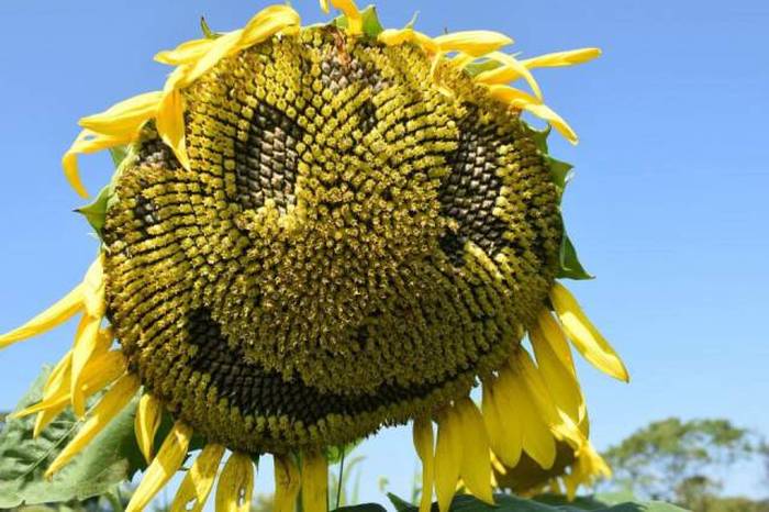 Acid Picdump (111 pics)
