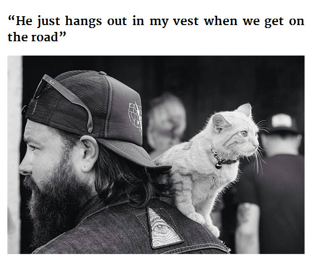 Cat Gets Rescued By Biker Then Goes On A Road Trip (11 pics)