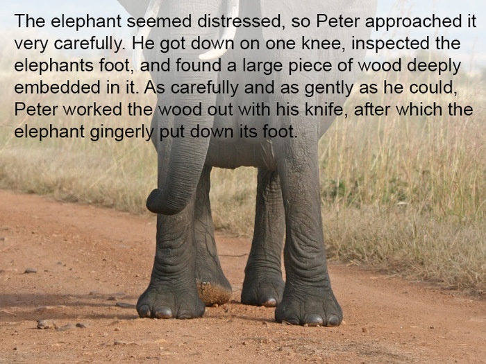 This Story Is Proof That Elephants Never Forget (9 pics)