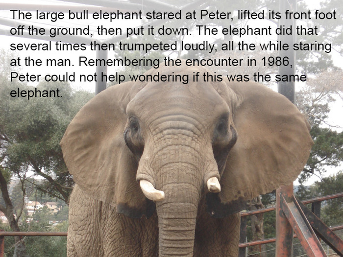 This Story Is Proof That Elephants Never Forget (9 pics)
