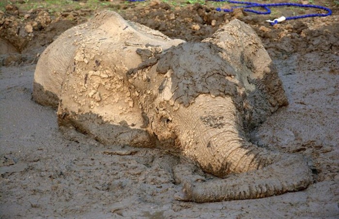 Elephant Gets Rescued After Getting Stuck In The Mud (15 pics)