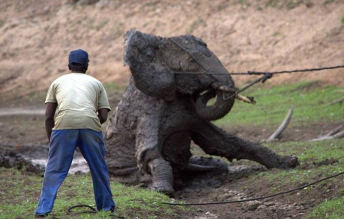 Elephant Gets Rescued After Getting Stuck In The Mud (15 pics)