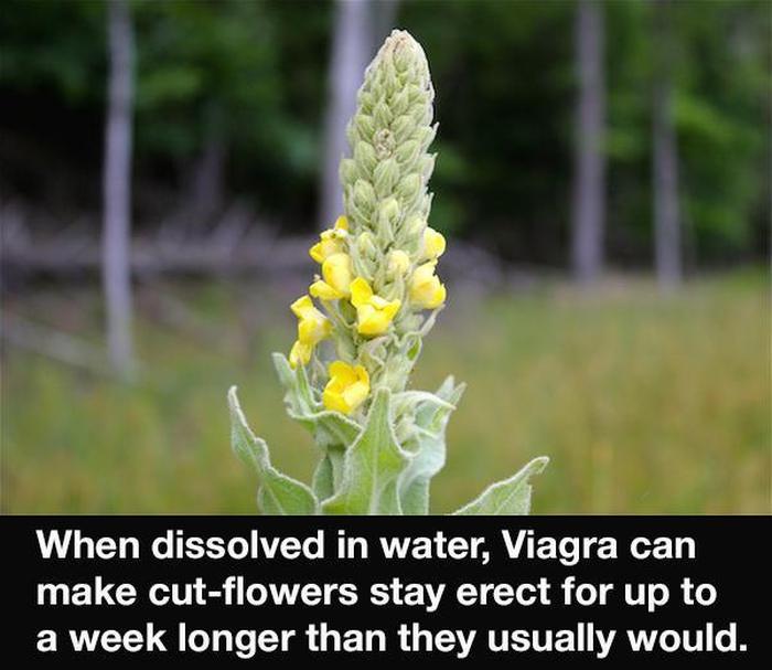 Strange But True Facts That Are Hard To Believe (22 pics)