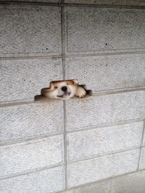 Adorable Puppy Gets Its Head Stuck In A Wall (2 pics)