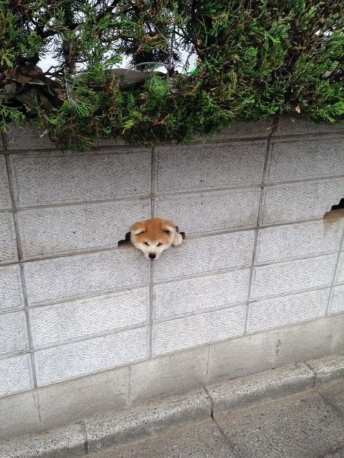 Adorable Puppy Gets Its Head Stuck In A Wall (2 pics)