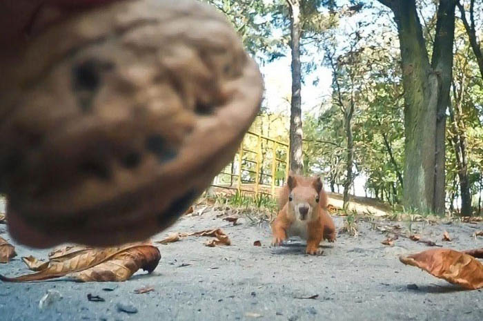 This Squirrel Just Wants A Nut (5 pics)