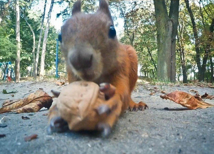 This Squirrel Just Wants A Nut (5 pics)