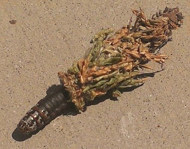 These Gross Insects Look Like Pinecones (5 pics)
