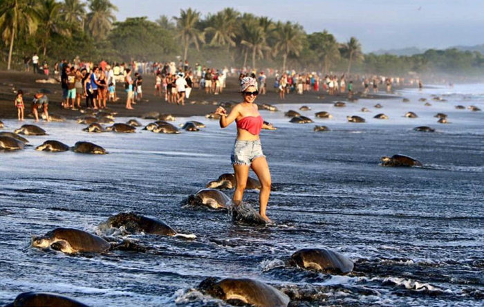 Irresponsible Tourists Prevent Sea Turtles From Laying Their Eggs In Costa Rica (11 pics)