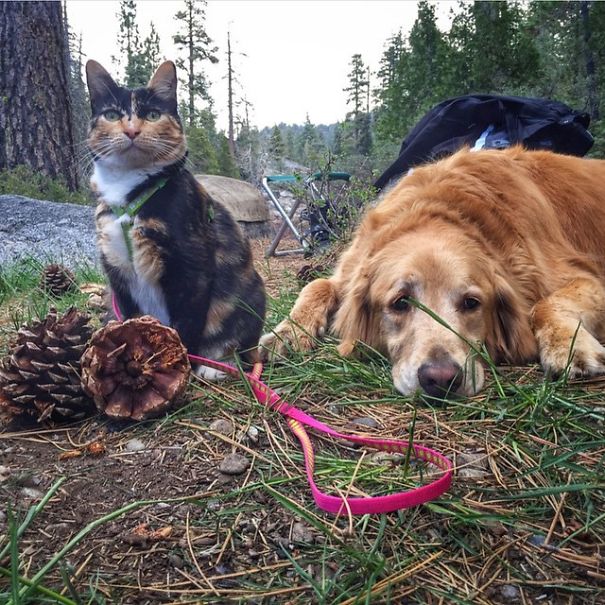 Camping With Dogs Is An Inspirational Instagram Account (38 pics)