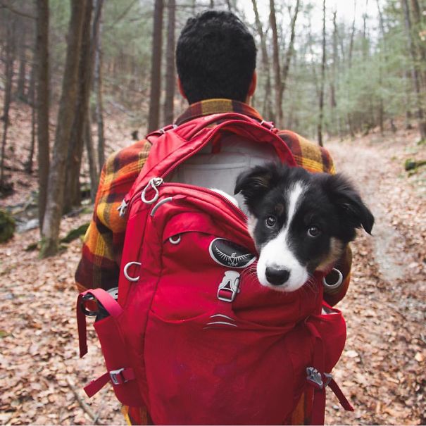 Camping With Dogs Is An Inspirational Instagram Account (38 pics)