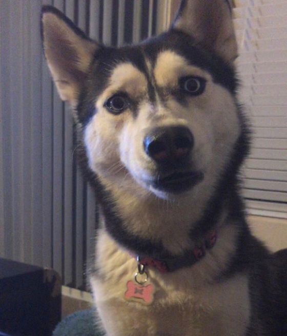 Husky Looks Heartbroken When He Misses Out On The Last Bite Of A Burger (2 pics)