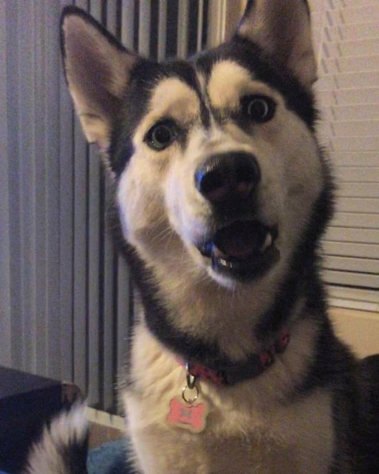 Husky Looks Heartbroken When He Misses Out On The Last Bite Of A Burger (2 pics)